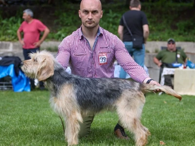 Bosanski oštrodlaki gonič barak