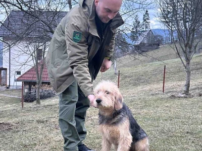 Bosanski oštrodlaki gonič barak