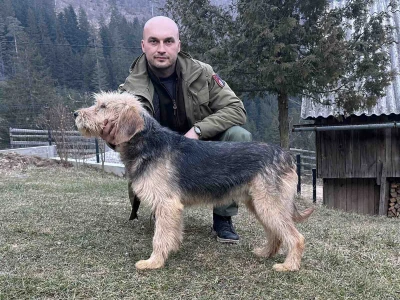 Bosanski oštrodlaki gonič barak