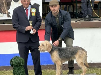 Bosanski oštrodlaki gonič barak