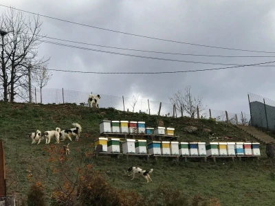Bosanskohercegovačka autohtona pasmina pasa tornjak