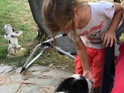 Bosanskohercegovačka autohtona pasmina pasa tornjak