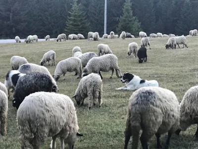 Bosanskohercegovačka autohtona pasmina pasa tornjak