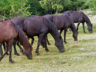 Bosnian Mountain Horse - Bosanski brdski konj Vlašić