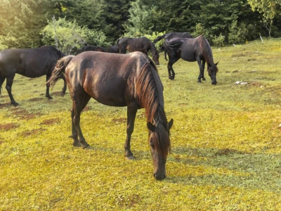 Bosnian Mountain Horse - Bosanski brdski konj Vlašić