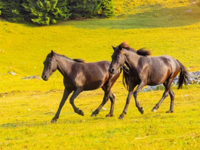 Bosnian Mountain Horse - Bosanski brdski konj Vlašić