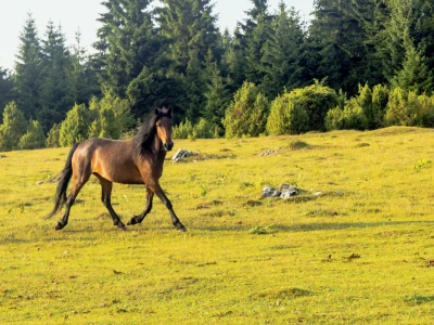 Bosnian Mountain Horse - Bosanski brdski konj Vlašić