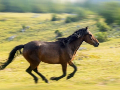 Bosnian Mountain Horse - Bosanski brdski konj Vlašić