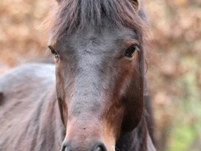 Bosnian Mountain Horse - Bosanski brdski konj Vlašić