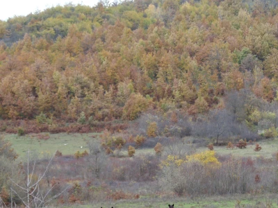 Bosnian Mountain Horse - Bosanski brdski konj Vlašić