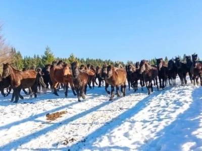 Bosnian Mountain Horse - Bosanski brdski konj Vlašić