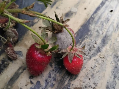 Botritis na jagodama