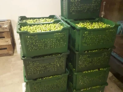 Bračanska maslina na bosanski način: Kako se porodica Kantar obrela u svijetu organskog ulja i marmelade