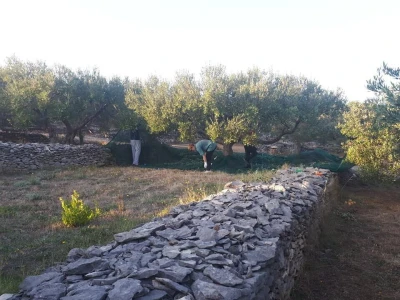 Bračanska maslina na bosanski način: Kako se porodica Kantar obrela u svijetu organskog ulja i marmelade