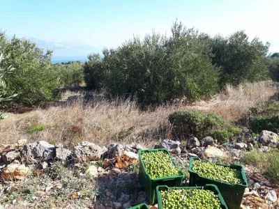 Bračanska maslina na bosanski način: Kako se porodica Kantar obrela u svijetu organskog ulja i marmelade