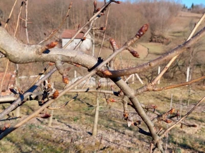 Bubrenje pupoljaka šljiva i krušaka