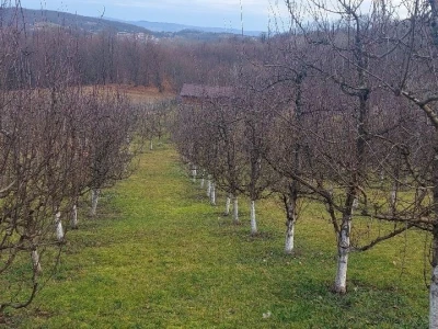 Bubrenje pupoljaka šljiva i krušaka
