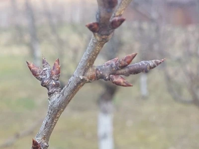 Bubrenje pupoljaka šljiva i krušaka
