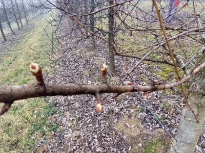 Bubrenje pupoljaka šljiva i krušaka