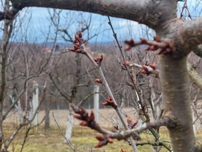 Bubrenje pupoljaka šljiva i krušaka