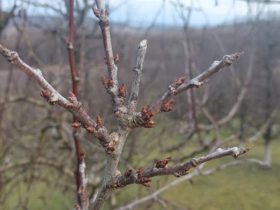 Bubrenje pupoljaka šljiva i krušaka