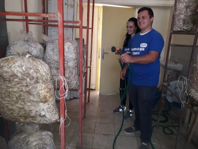 Bukovače iz školskog gljivarnika