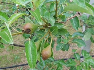Čađava krastavost jabuka