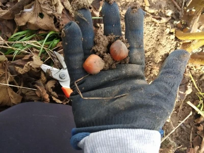 Carski biznis u selu Krajišnik: Kako je seoski lješnjak postao luksuzna roba
