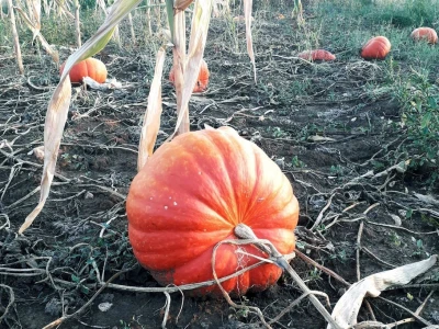 Ćiro Slow Food