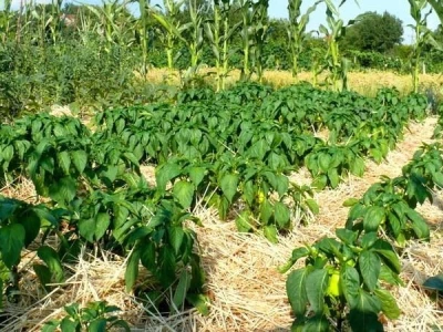 Ćiro Slow Food