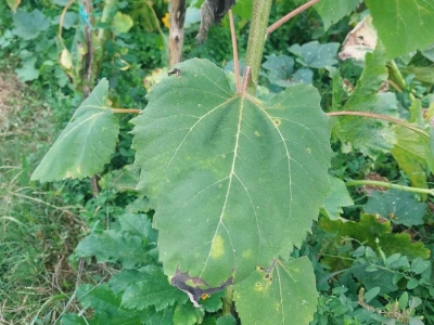 Crni suncokret