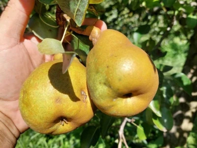 Crveni pauk