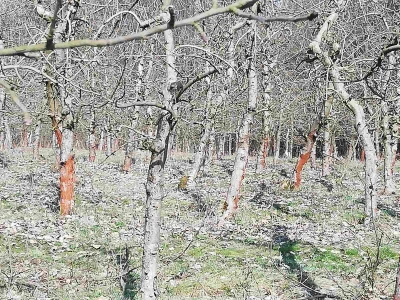 Crvenilo kore jabuka i krušaka