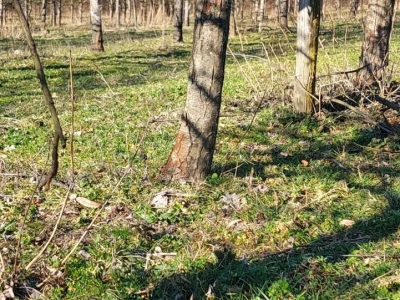 Crvenilo kore jabuka i krušaka