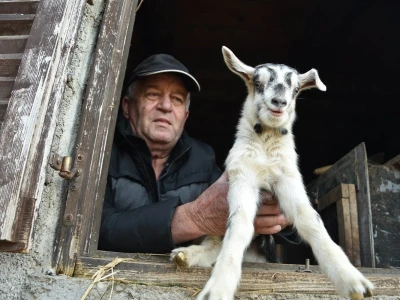 Čudo u Pakoštanima: Koza Gabrijela, iz stada Vinka Šarina, ojarila šestorke
