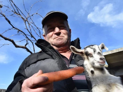 Čudo u Pakoštanima: Koza Gabrijela, iz stada Vinka Šarina, ojarila šestorke