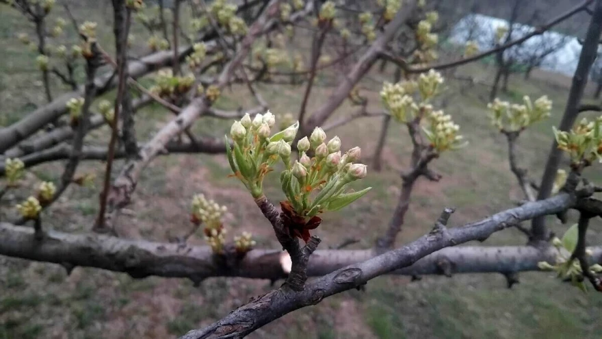 cvjetanje voćaka