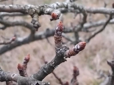 Cvjetanje voćaka