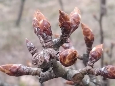Cvjetanje voćaka
