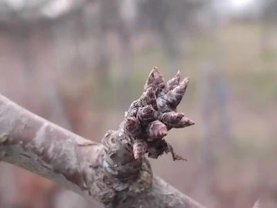Cvjetanje voćaka