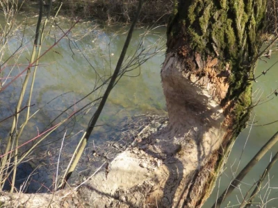 Dabrovi u Posavini ruše stabla