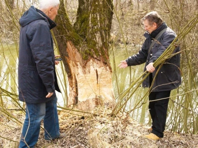 Dabrovi u Posavini ruše stabla