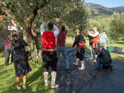Dani berbe maslina u Hercegovini