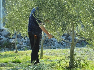 Davor Vasilj: Gorčina i pikantnost ulja ukazuju na nutritivne i zdravstvene vrijednosti maslinovog ulja