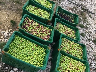Davor Vasilj: Gorčina i pikantnost ulja ukazuju na nutritivne i zdravstvene vrijednosti maslinovog ulja
