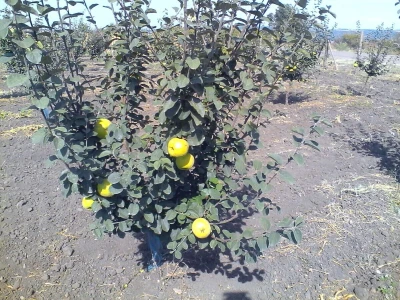 Delta agrar