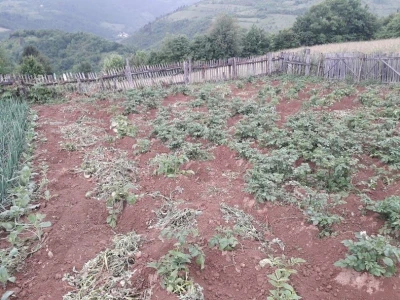 Divljač uništava usjeve, lov zabranjen, a uslovi za odštetu nerealni