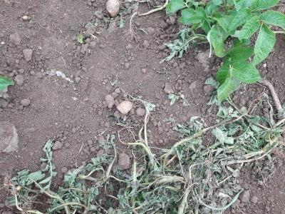 Divljač uništava usjeve, lov zabranjen, a uslovi za odštetu nerealni