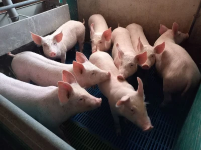 Divlje svinje "obrale" kukuruz prije domaćina