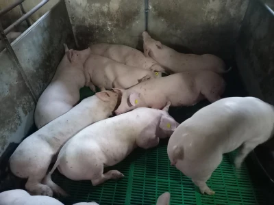 Divlje svinje "obrale" kukuruz prije domaćina